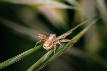 Cute small spider in its habitat. Insect detailed portrait with soft green background. Wildlife scene from nature.