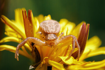 Cute small spider in its habitat. Insect detailed portrait with soft green background. Wildlife scene from nature.