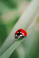 Spring Nature background. Green grass with ladybug. Beautiful nature background with morning fresh grass and ladybug.