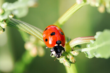 Spring Nature background. Green grass with ladybug. Beautiful nature background with morning fresh grass and ladybug.