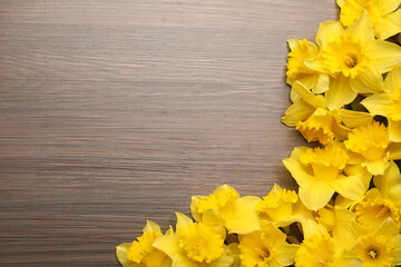 Beautiful daffodils on wooden table, flat lay. Space for text