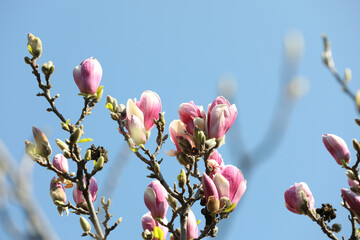 Beautiful blooming Magnolia tree on sunny day outdoors