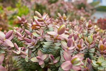 Hebe Red Edge Hardy Evergreen Flowering Plant Garden Shrub plant