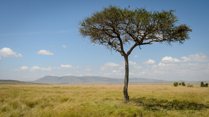 Marula tree (Sclerocarya Birrea) in Kenyan landscape with leopard sleeping in it, with negative space