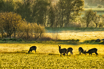 Frühtau in der Zülpicher Börde © heiwa