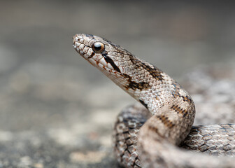 Southern smooth snake (Coronella girondica)