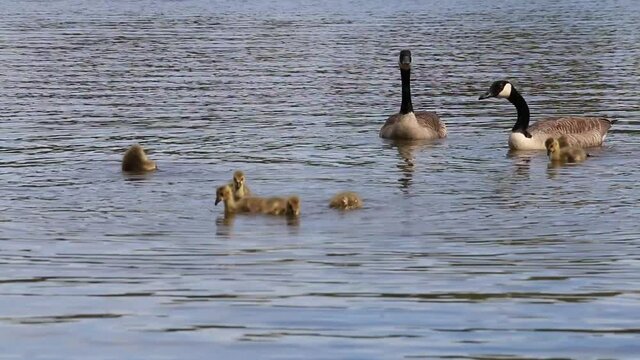 Canada goose family with baby goslings in river