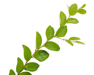 Fototapeta na wymiar Jujube leaf isolated on white background