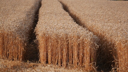 Getreidefeld vor der Ernte, Maifeld, Rheinland-Pfalz