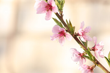 Obraz premium Blossoming spring tree outdoors, closeup. Space for text