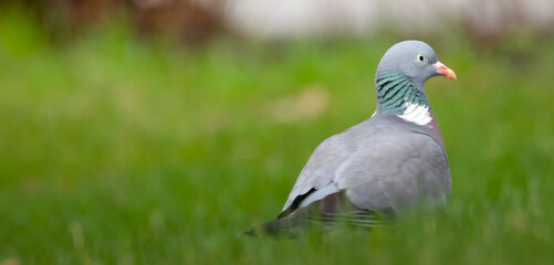 Common wood pigeon Sitting in the green grass