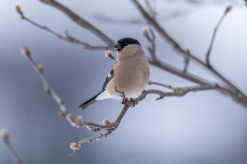 The Eurasian bullfinch, common bullfinch or bullfinch (Pyrrhula pyrrhula)