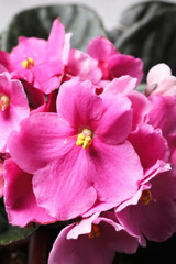 Fototapeta na wymiar Beautiful violet flowers, closeup. Plant for house decor