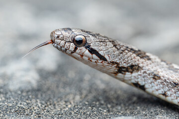 Southern smooth snake (Coronella girondica)