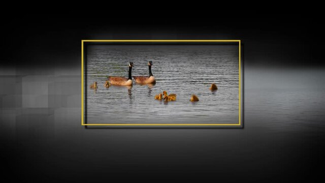 Canada goose family with baby goslings in river, framed with black and grey background