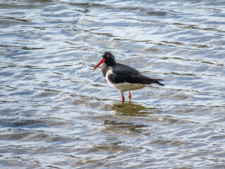 oyster catcher a large stocky black and white wading bird