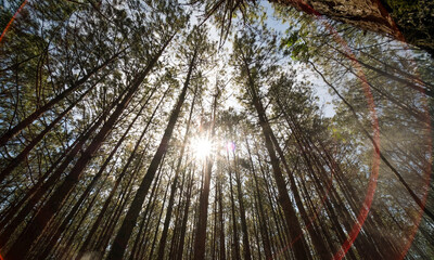 View up or bottom view of pine trees in forest in sunshine. Royalty high-quality free stock photo image scenic view of big and tall pine tree with sun light in the forest when looking up blue sky