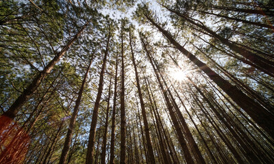 View up or bottom view of pine trees in forest in sunshine. Royalty high-quality free stock photo image scenic view of big and tall pine tree with sun light in the forest when looking up blue sky