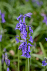 beautiful bright bluebells a sign of spring