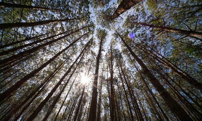View up or bottom view of pine trees in forest in sunshine. Royalty high-quality free stock photo...