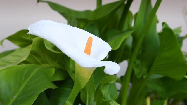 detail of Calla flower (Zantedeschia aethiopica). It is a genus of flowering plants from the Araceae family.