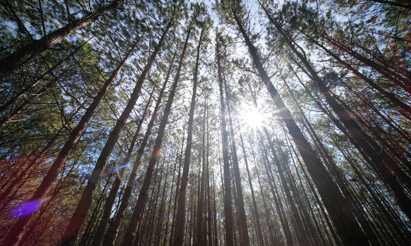 View up or bottom view of pine trees in forest in sunshine. Royalty high-quality free stock photo image scenic view of big and tall pine tree with sun light in the forest when looking up blue sky