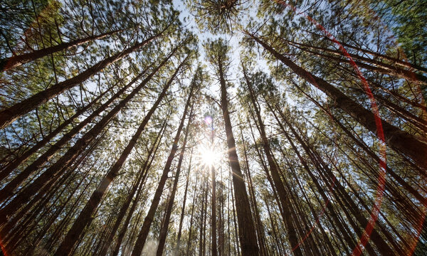 View up or bottom view of pine trees in forest in sunshine. Royalty high-quality free stock photo image looking up in pine forest tree to canopy. Lush green foliage, trees, sunlight upper view
