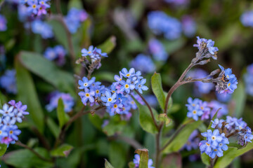 beautiful forget me nots also known as scorpion grasses