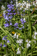 Obraz premium pretty blue and white Spanish bluebells