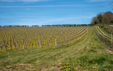 Fototapeta na wymiar Leckford near Stockbridge, Hampshire, England, UK. 2021. View of the Leckford estate vineyard in early spring, the vines grown on this hillside are used to produce sparkling wine.