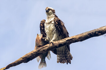 Ruffled Osprey with Fish 2