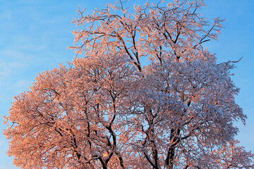 Trees group  covered with snow in the rays of the winter sun in the evening