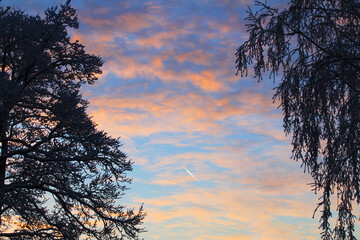 The plane and covered with snow the trees against the evening sky