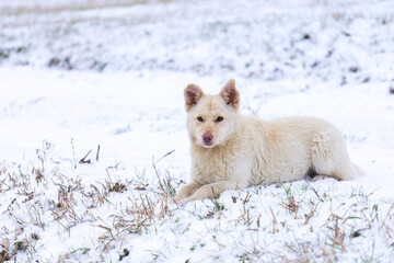 dog in snow