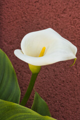 Zantedeschia aethiopica - Calla white flower