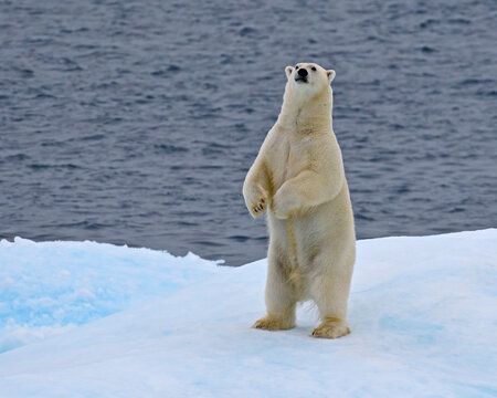 An Adult Male Polar Bear Sniffs The Air From An Arctic Canadian Ice Flow 