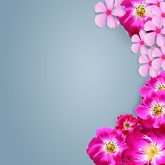 Fototapeta na wymiar Top view of some pink flowers with copy-space with Blue background