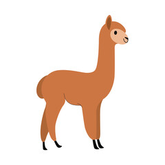 Cute alpaca - cartoon animal character. Vector illustration in flat style isolated on white background.