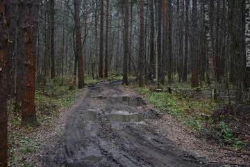 path in the woods