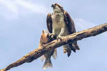 Osprey with Fish