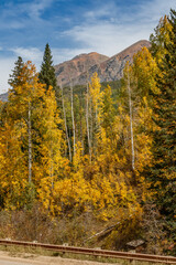 Aspen forest and Autumn scenery in Kebler Pass, Gunnison County, Colorado, USA