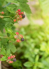 Ripe blackberry in the garden. Card with copy space for text. 