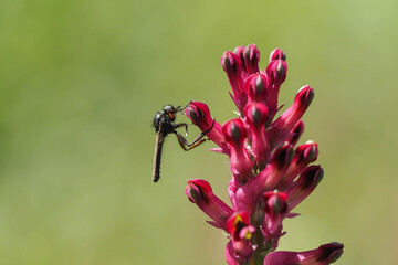 Erdrauchblüten mit Raubfliege