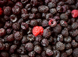 Blackberry background. Fresh whole berries of ripe blackberries