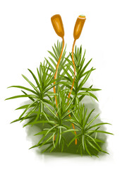 Fraunehaarmoos, Haircap