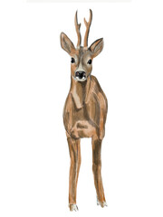 Reh, deer © Melanie