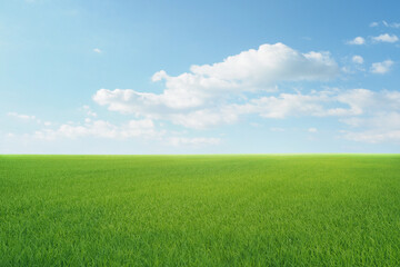 field on a background of the blue sky - Powered by Adobe