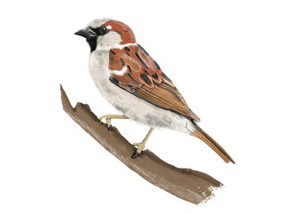 Sperlingm sparrow