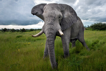 Fototapeta premium Old elephant bull