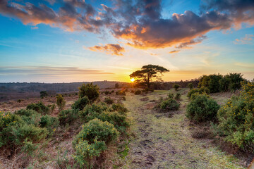 Stunning sunset over a Scots Pine tree at Bratley View